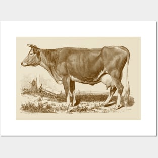 Jersey Cow Vintage Illustration Posters and Art